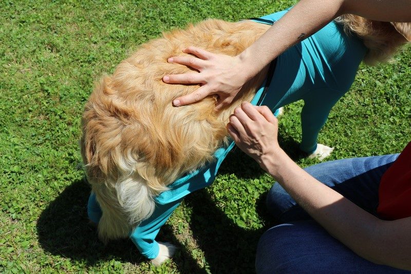 VetMedCare Hundebody mit Reißverschluss und vier Läufen