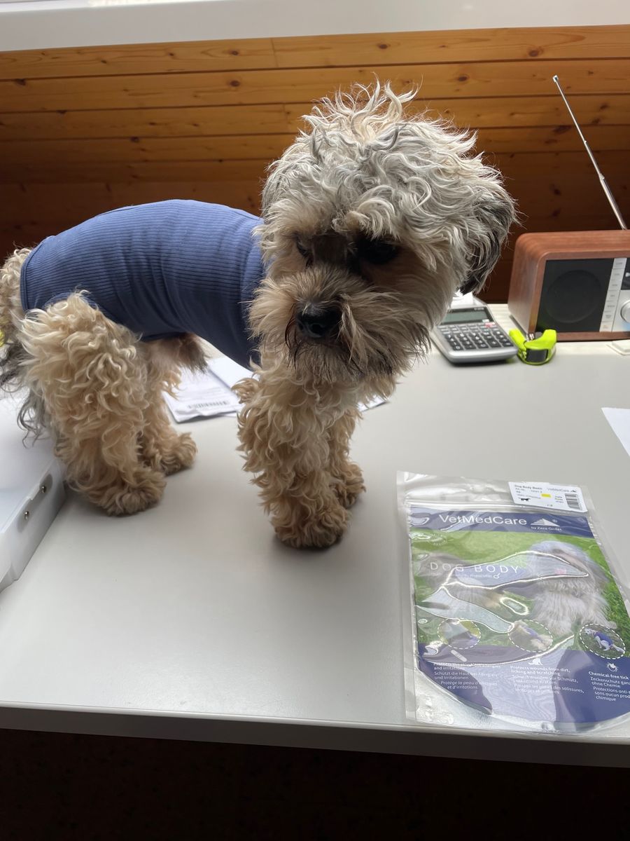 Bild #1 von Elisabeth Berchtold-Grogg