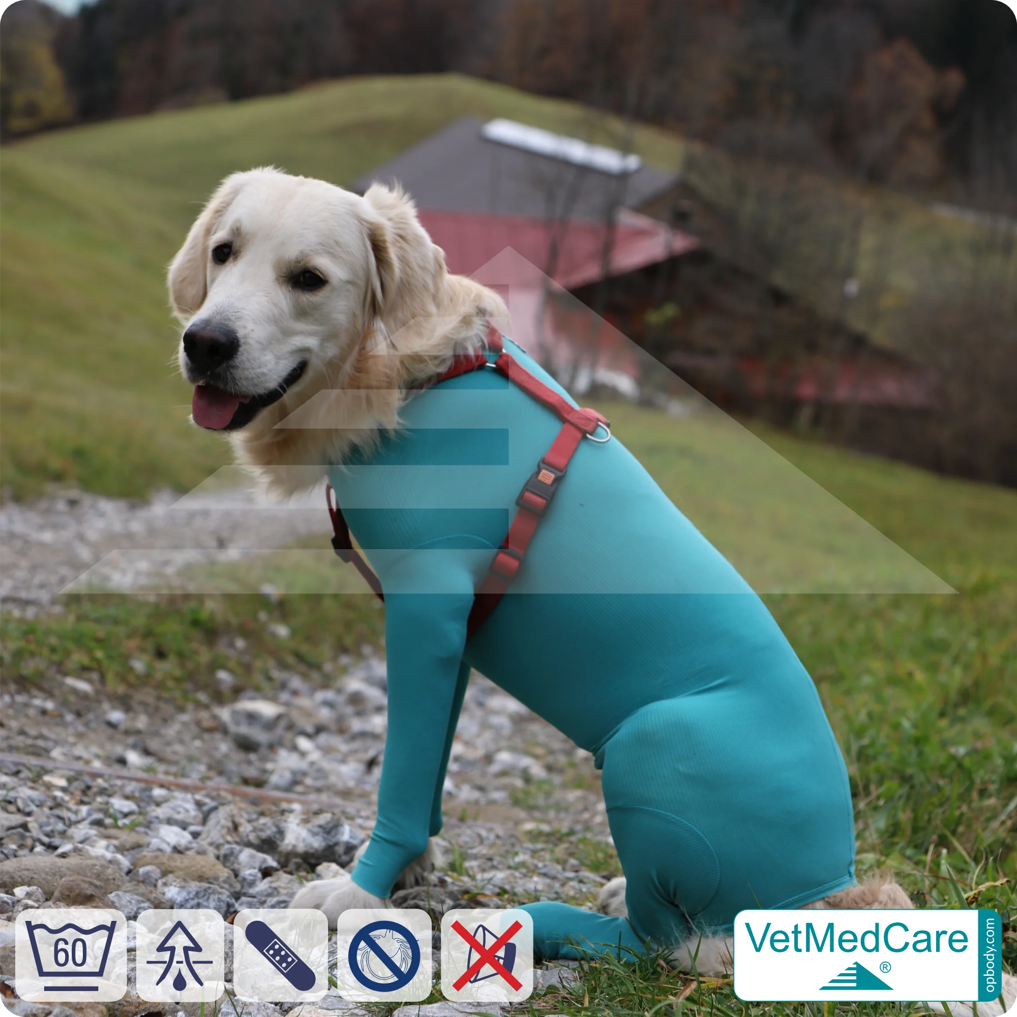 Hundebody Rüde mit Läufen | Ganzkörperbody speziell für den Rüden | VetMedCare® 5 Hundebody Rüde mit Läufen | Ganzkörperbody speziell für den Rüden | VetMedCare®