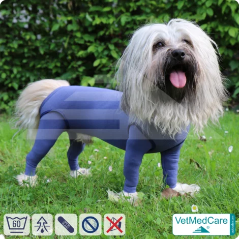 Hundebody Rüde mit Läufen | Ganzkörperbody speziell für den Rüden | VetMedCare® 15 Hundebody Rüde mit Läufen | Ganzkörperbody speziell für den Rüden | VetMedCare®