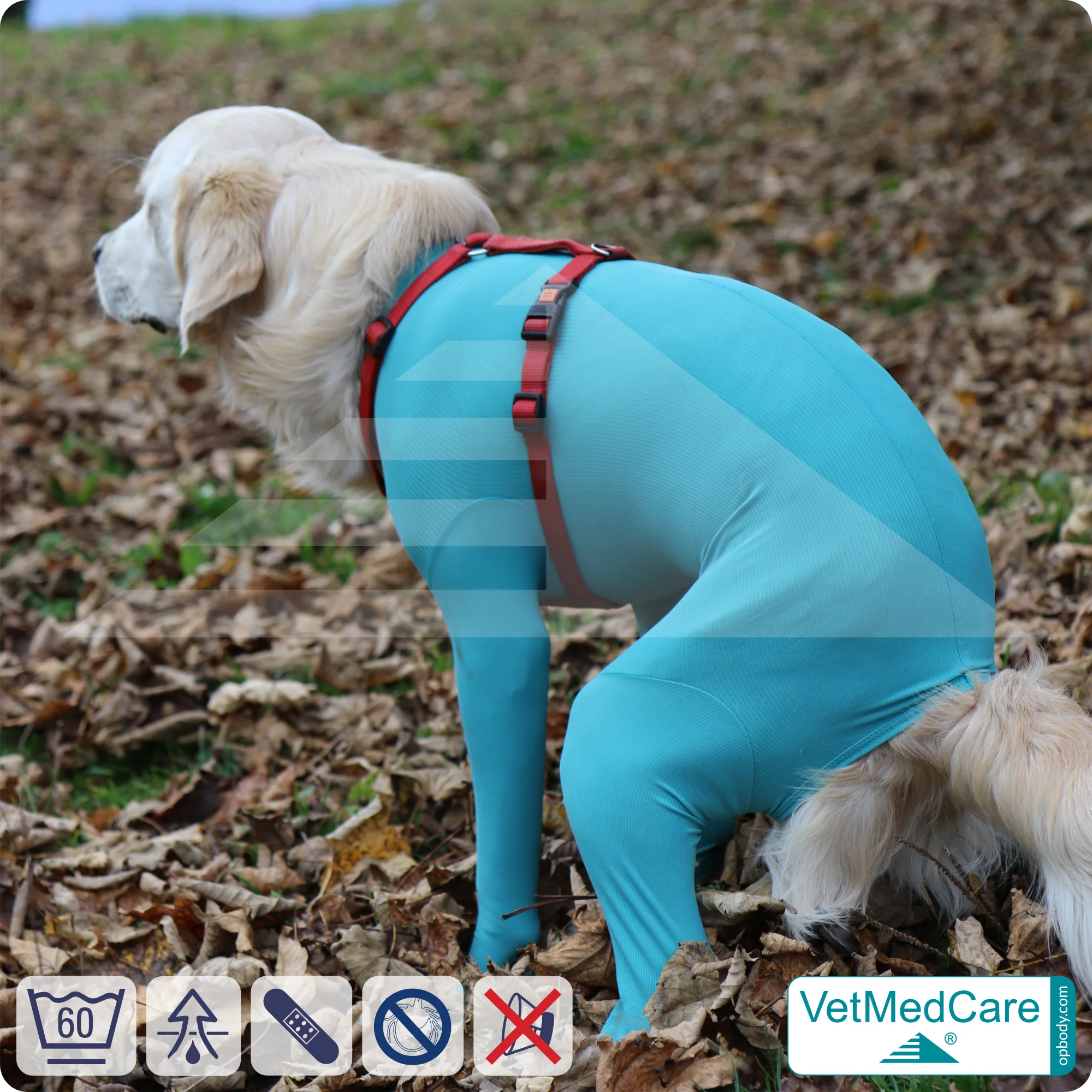 Hundebody Rüde mit Läufen | Ganzkörperbody speziell für den Rüden | VetMedCare® 9 Hundebody Rüde mit Läufen | Ganzkörperbody speziell für den Rüden | VetMedCare®