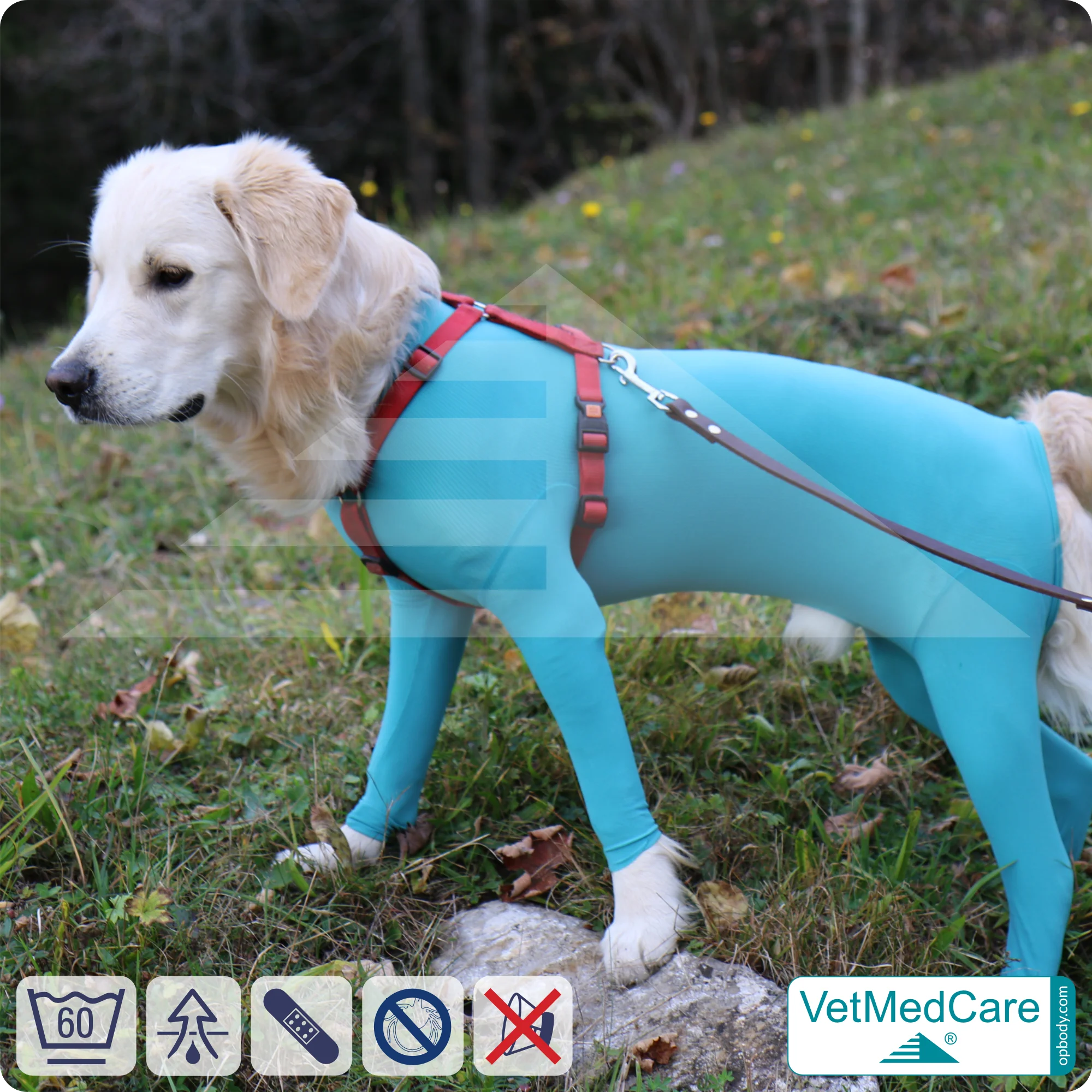 Hundebody Rüde mit Läufen | Ganzkörperbody speziell für den Rüden | VetMedCare® 7 Hundebody Rüde mit Läufen | Ganzkörperbody speziell für den Rüden | VetMedCare®