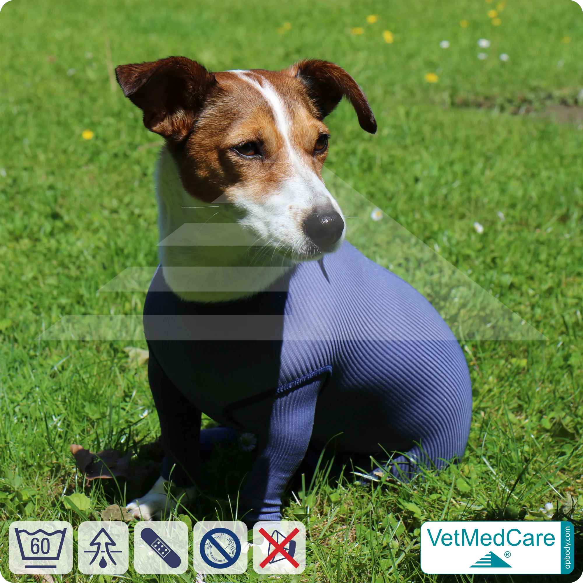Hundebody für Hündin mit Läufen | Ganzkörperbody speziell für die Hündin | VetMedCare® 11 Hundebody für Hündin mit Läufen | Ganzkörperbody speziell für die Hündin | VetMedCare®