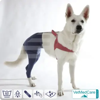 Hunde Sicherheitshosen + Hundewindeln | Dog Safety Pants bei Läufigkeit, Menstruation und Inkontinenz | VetMedCare®