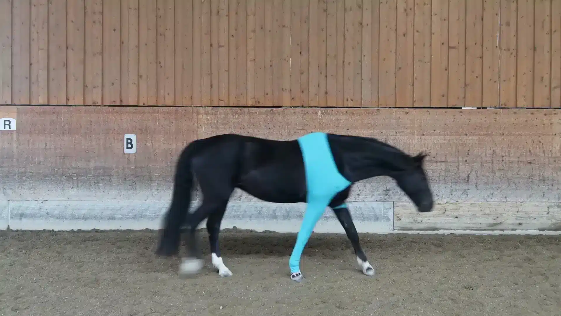 Kategorie Pferde